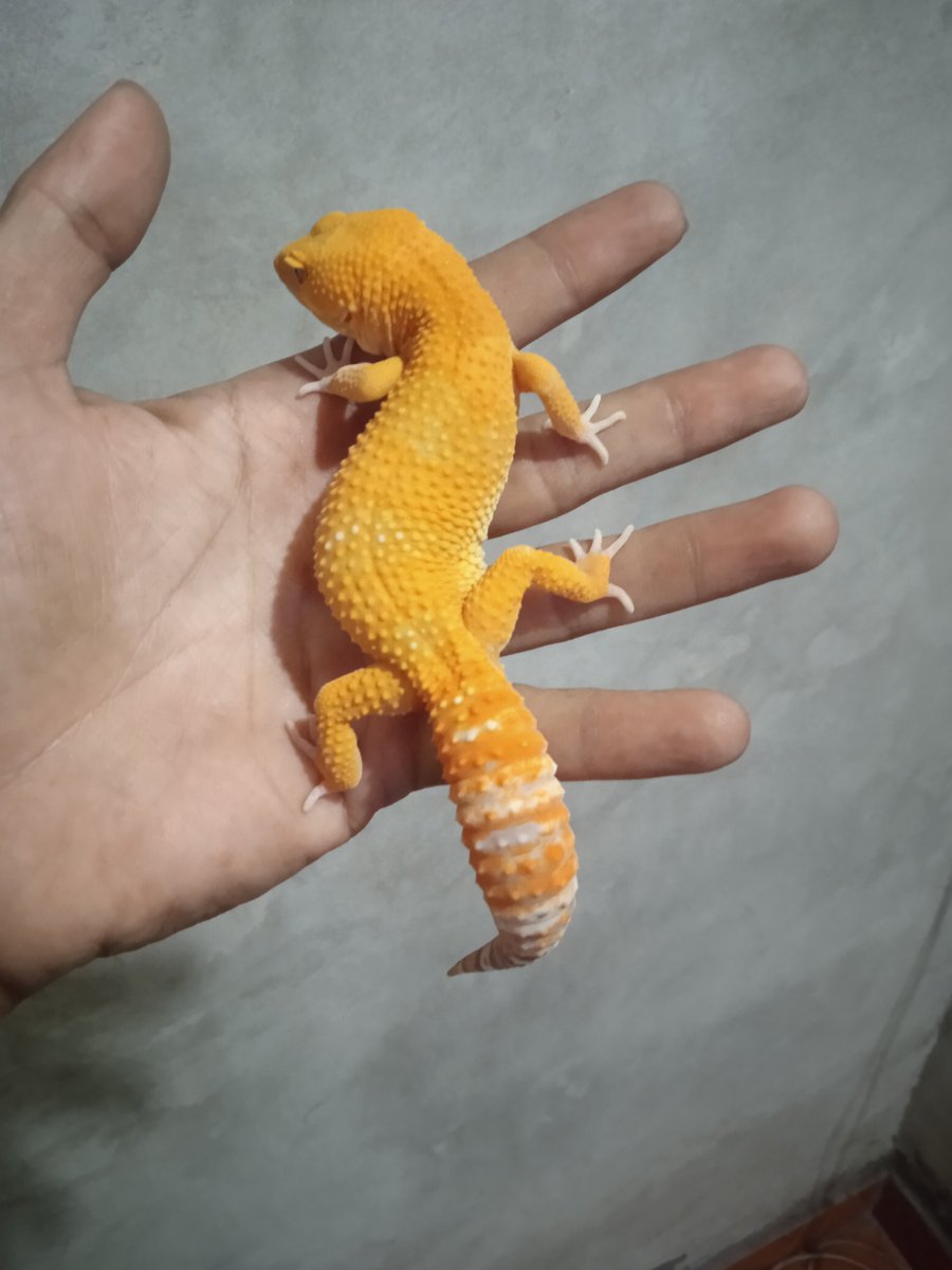 Cupang111's tweet photo. For Sold
Gecko SUNGLOW hypo albino
Sex : Male
DOB : 5 Month
WA : +6288221748346 https://t.co/QTBUAQUEHY