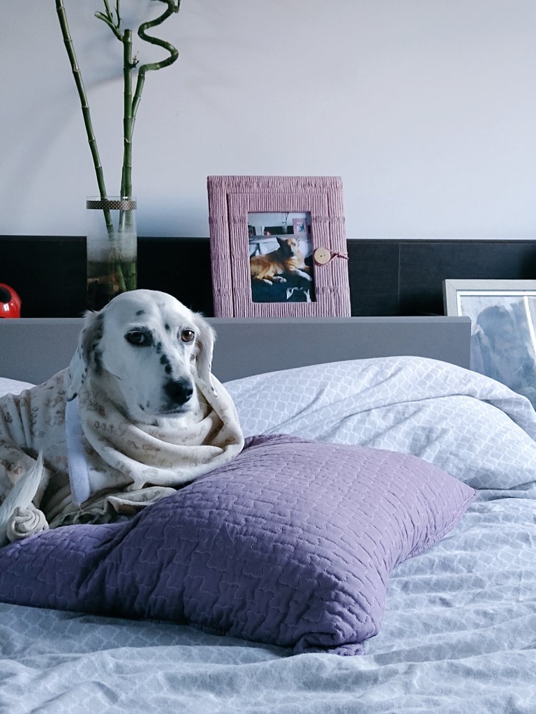 You can go to work, mom
I'll stay in bed for a little bit longer 🤭
#dogsoftwitter #goodmorning #MondayMorning #cutedogs