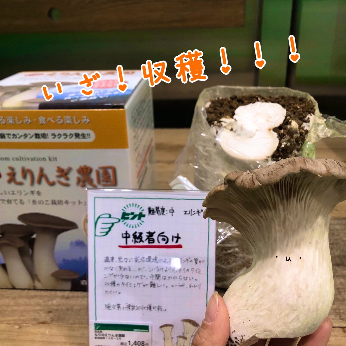 エリンギ栽培キット