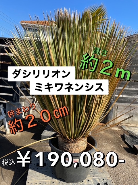 ジョイフル本田 ガーデンセンター Gc Joyfulhonda Twitter