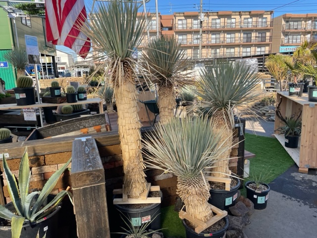 ジョイフル本田 ガーデンセンター Gc Joyfulhonda Twitter