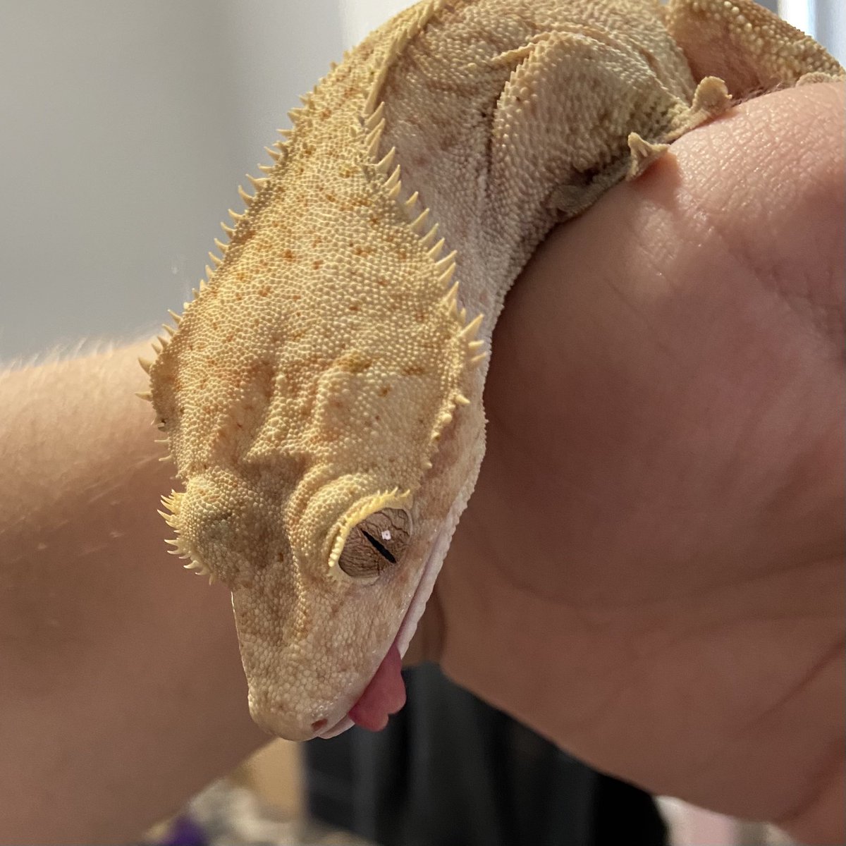 sapojpt's tweet photo. @AchievementHunt My boy Clyde :) he loves bananas https://t.co/PvAC53Fpaz