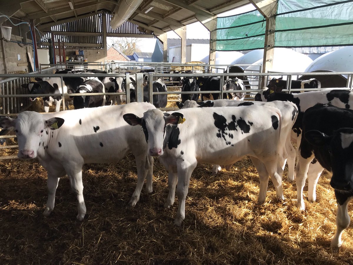 addisonslamb's tweet image. FOR SALE:
39 B&amp;amp;W steers, great bunch of cattle. Dehorned, castrated and vaccinated. 5 months old 180+kg. All from same dairy. TB4 area also.