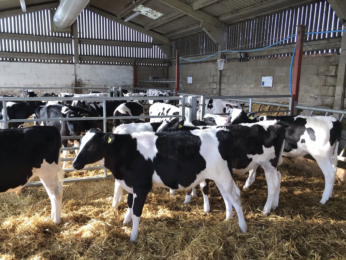 addisonslamb's tweet image. FOR SALE:
39 B&amp;amp;W steers, great bunch of cattle. Dehorned, castrated and vaccinated. 5 months old 180+kg. All from same dairy. TB4 area also.