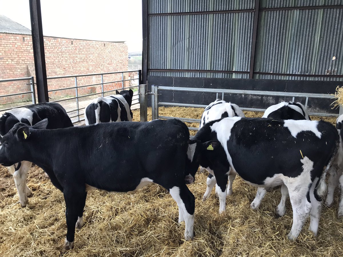 addisonslamb's tweet image. FOR SALE:
39 B&amp;amp;W steers, great bunch of cattle. Dehorned, castrated and vaccinated. 5 months old 180+kg. All from same dairy. TB4 area also.