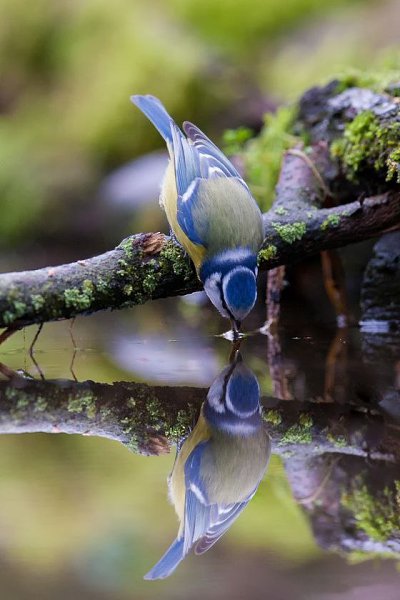 MickNichRu's tweet photo. Прикосновение души...

#nature #watercolor #birdphotography #watercolor #birdwatching #water https://t.co/5mk3RFC8Ez