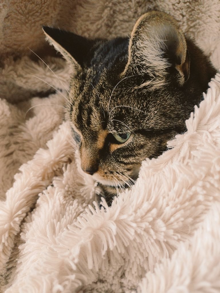 OMissyAngel's tweet photo. These beauties were abandoned by their owner and left in my care. Please will the kind people of #CatsofTwittter #CatsLivesMatter #Caturday  consider helping me care for them? Thank you 😻😻😻 https://t.co/f6rfrhWxBw https://t.co/wV2dOk0lTj