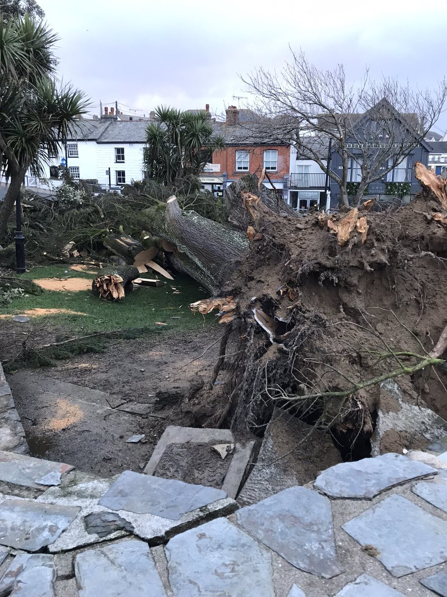 Such a sad sight to see this iconic 80 year old tree uprooted on #Bude Triangle #StormEunice It’s hoped the wood will be used as n the town, maybe as benches @BBCCornwall