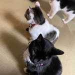 ツイートに含まれる画像