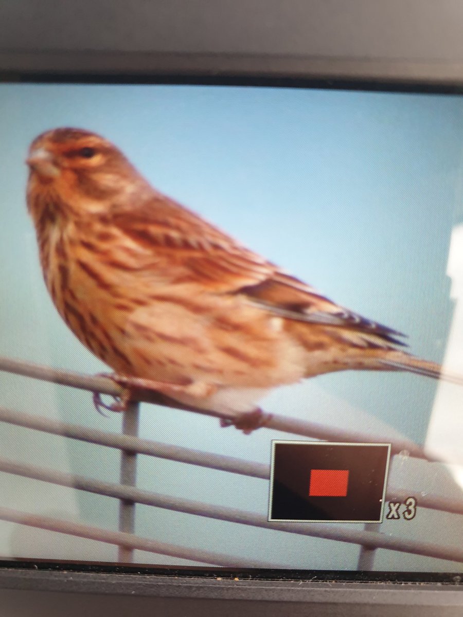 Twite x2 ferry road hartlepool <a href="/teesbirds1/">teesbirds</a> no black Redstart yet 🤞