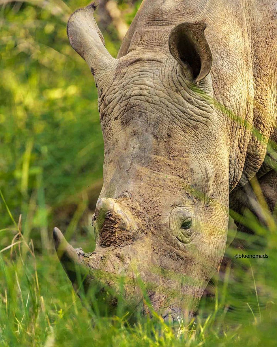 #Rhino horn is not made of bone, but of keratin, the same material found in human hair &amp; nails. A rhino’s horn is not attached to its skull. It is actually a compacted mass of hairs that continues to grow throughout the animal’s lifetime!📸BN📍#ZiwaRhinoSanctuary, #ExploreUganda