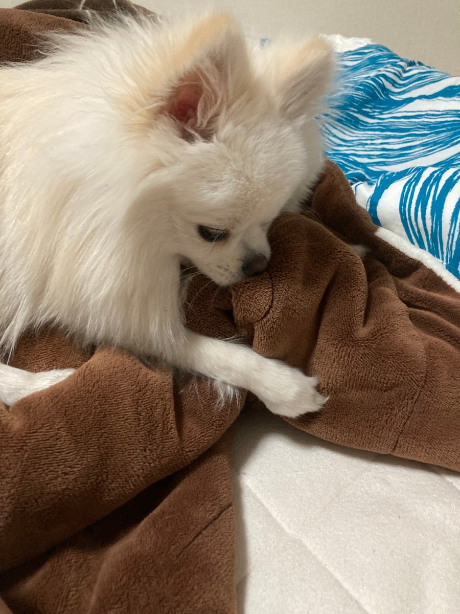 ぽめページ ポメラニアンのぽめぞう (@pomezk) / Posts / X