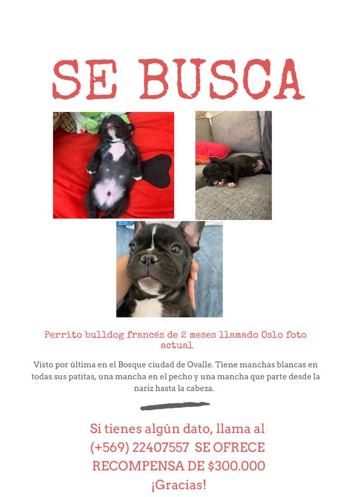 Pía Fuentes Mieloma Multiple Chile (@piafuentesc) on Twitter photo 