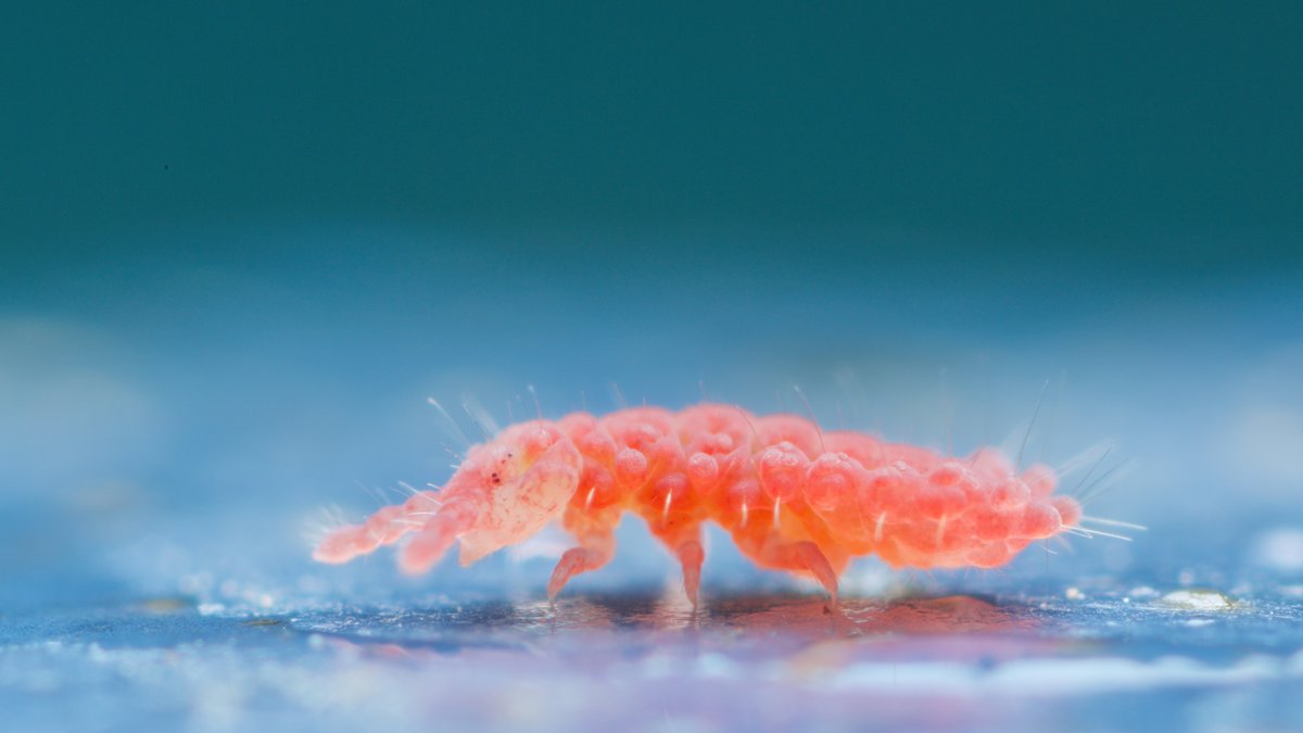 This is a photo of a Lobella-type springtail. The blue behind it is real. It's standing on a fallen cassowary plum, a large blue fruit favoured by the cassowary in Queensland, Australia. Pretty cool! #springtail #collembola #soilanimal chaosofdelight.org