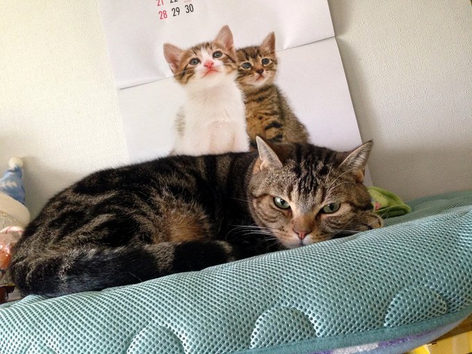 #ねこ吸えいろは殿
なまえ:ベル(♂)
寂しさアピールする時もよだれを垂らしてもちゅーるを食す時もキメ顔のイケぬこです
存分にお吸いあれ 
