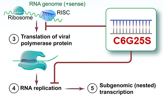 EmboMolMed's tweet photo. Online today! An #inhalable siRNA targets and inhibits a broad range of #SARSCoV2 infections
By S-Y Chang, P-C Yang & colleagues at Academia Sinica, Taipei, Taiwan
#intranasal #COVID19 therapy
🗞️#openaccess: https://t.co/8R6LGdS1rB https://t.co/nmlkMWGxL2