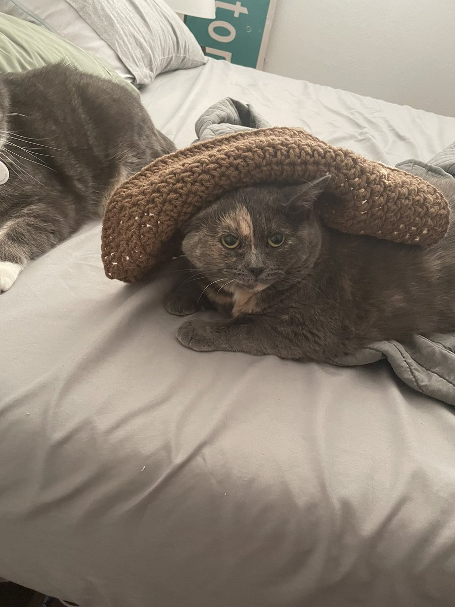 sleepystripes's tweet photo. @perfectea Just in case you still need fun pictures! The dog curled up is Bishop, cat in the hat is Munchie, computer cat is Cuddles, and the big dog is Missy! https://t.co/uzY8Z0XQQy