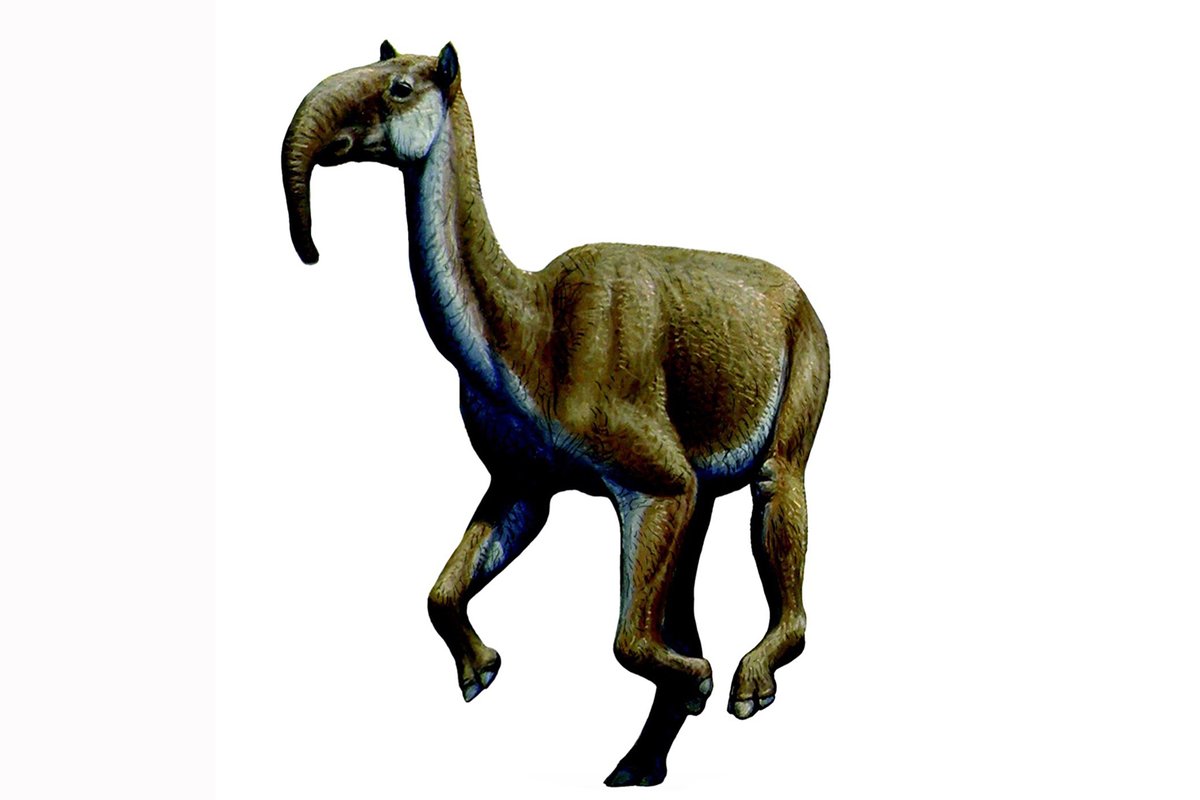 What was Macrauchenia? Macrauchinia is an extinct plant-eating mammal from South America, The best-known species is M. patachonica, first described by Richard Owen based on specimens collected by Charles Darwin. 
nhm.ac.uk/our-science/ou… #MammalMonday