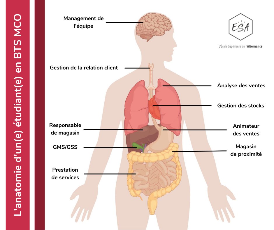 EcoleEsa's tweet photo. L’anatomie d’un(e) étudiant(e) en BTS MCO expliquée en image 😀

Compétences vitales, motivations chroniques, perspectives cellulaires… apprenez dès à présent à décoder l’ADN type des étudiants de cette filière 🧬

@jmblanquer @Elisabeth_Borne @Travail_Gouv https://t.co/GEPGWmJYDE