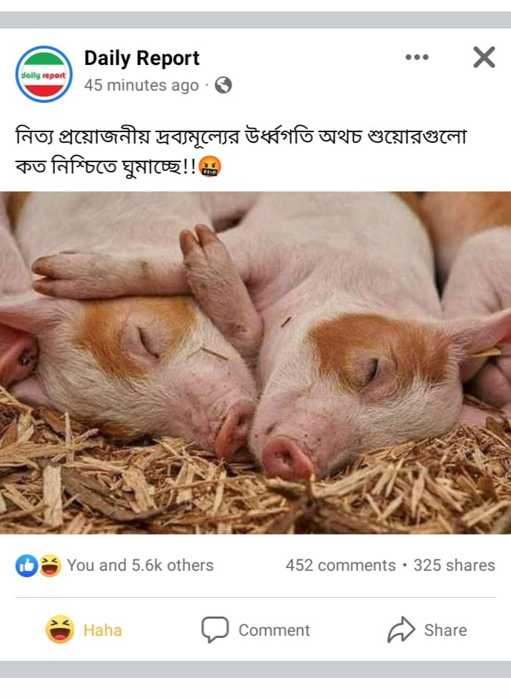 শুয়োর গুলো আসলেই কত নিশ্চিন্তে ঘুমাচ্ছে🤫🤫🤫