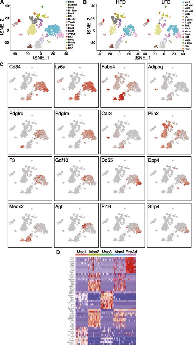 In this study Rabhi et al. demonstrated that early progenitor cells in visceral adipose tissue express both Pdgfra and Pdgfrb and are the major contributors to ECM deposition under obesogenic conditions. <a href="/Nabil_Rabhi1/">Nabil Rabhi</a>

life-science-alliance.org/content/5/5/e2…