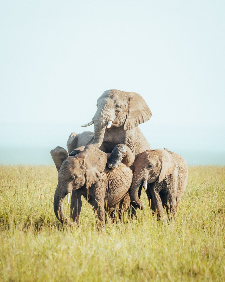 kaegiroam's tweet image. gm from masai mara🐘