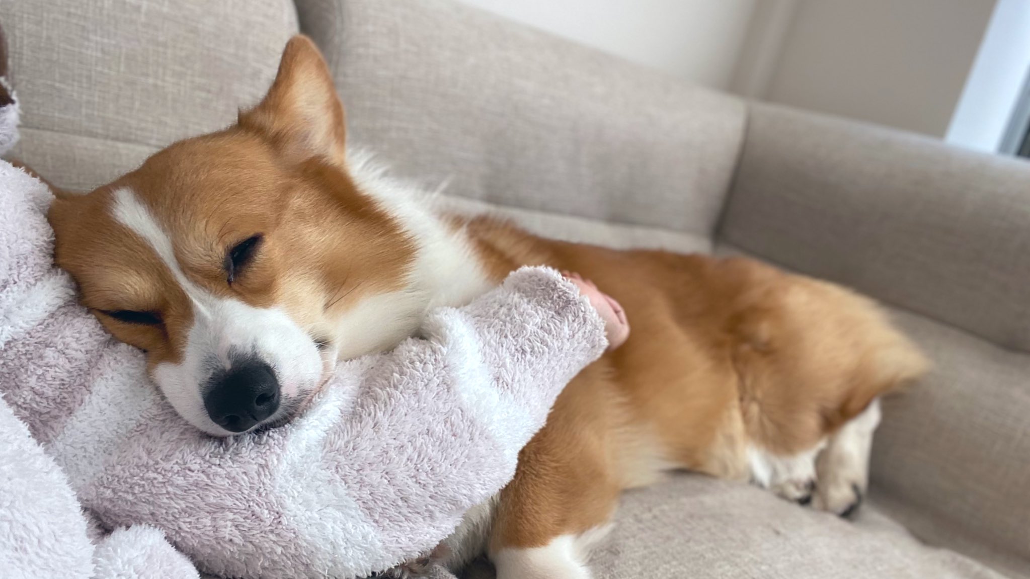 ももぽい 腕枕で寝る犬 T Co 5qojpgkki9 Twitter
