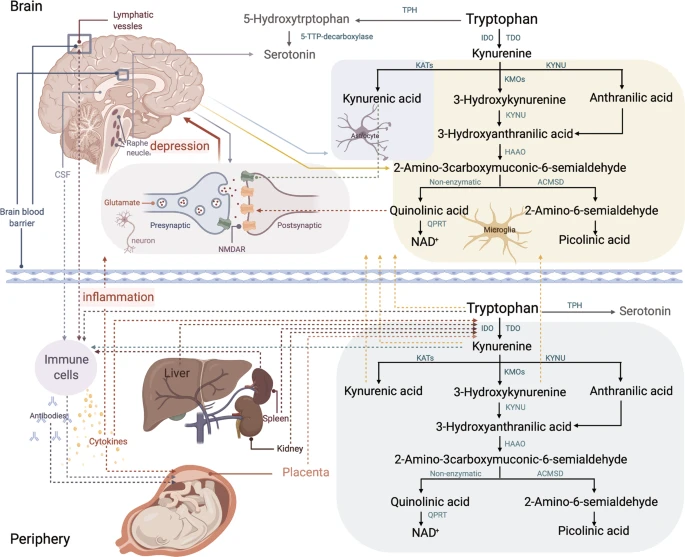 Transl_Psych's tweet photo. Cytokines and tryptophan metabolites can predict depressive symptoms in pregnancy. By Qiong Sha et al. @VAInstitute #openaccess #predictivemarkers #depression #pregnancy #gynecology
https://t.co/OF2KsEwpog https://t.co/yuQanx16r9