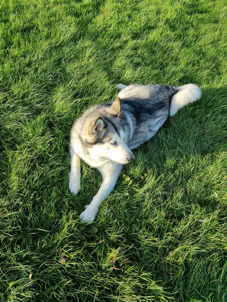 soozieanne's tweet photo. @JaneFallon My furbaby Wolfie ❤️
#AdoptDontShop
#BeGoodToYourPets https://t.co/4whzNwFfa3