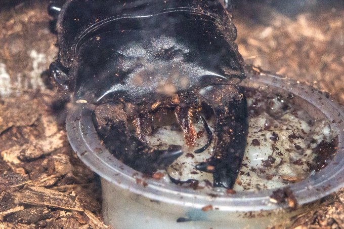 ゼリーが汚くてすまぬ
ちょうどいい感じに食事中だったもので

クワガタとかカブトの口はこれでごはん十分
食べられるのか毎度ちょっと気になる 