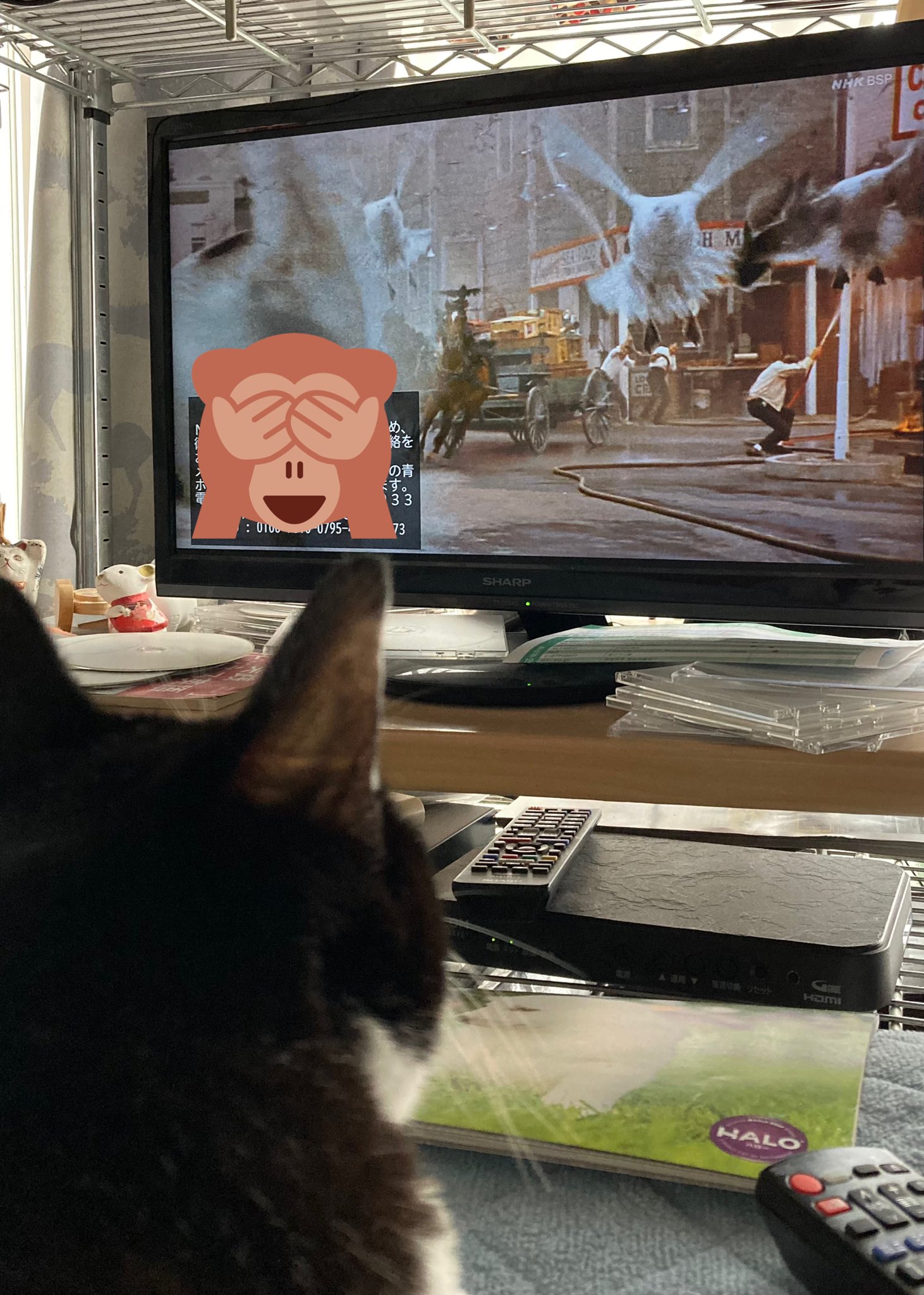 ねこのゆりかご Matatabicinema Twitter