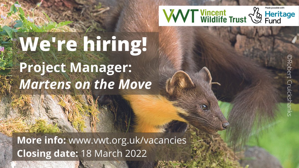 We're hiring a Project Manager to oversee the Development Phase and prepare the submission for an exciting new pine marten project. This is made possible with @HeritageFundUK, with thanks to National Lottery players. #HeritageFund #NationalLottery ➡️vwt.org.uk/vacancies