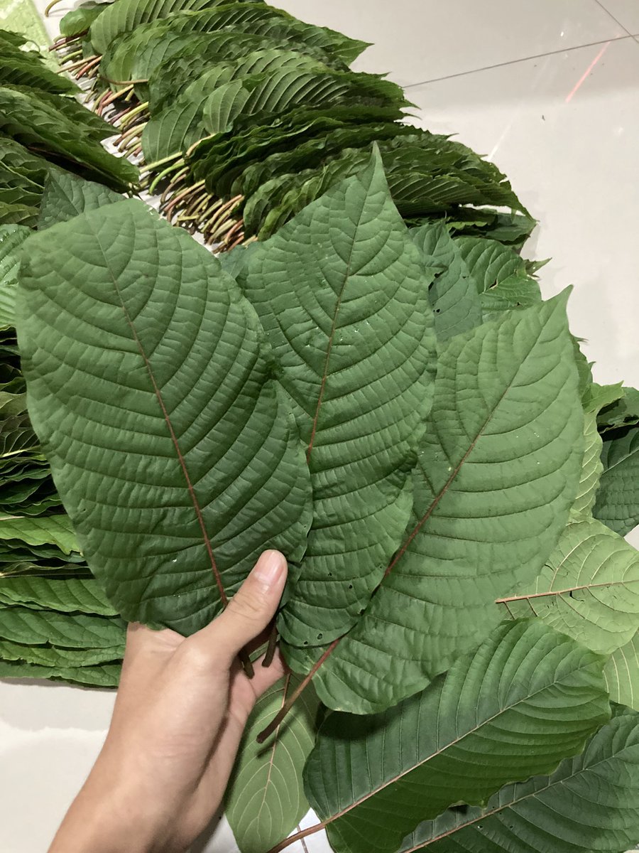 ใบกระท่อมเชียงใหม่ ฝาแดง tweet media