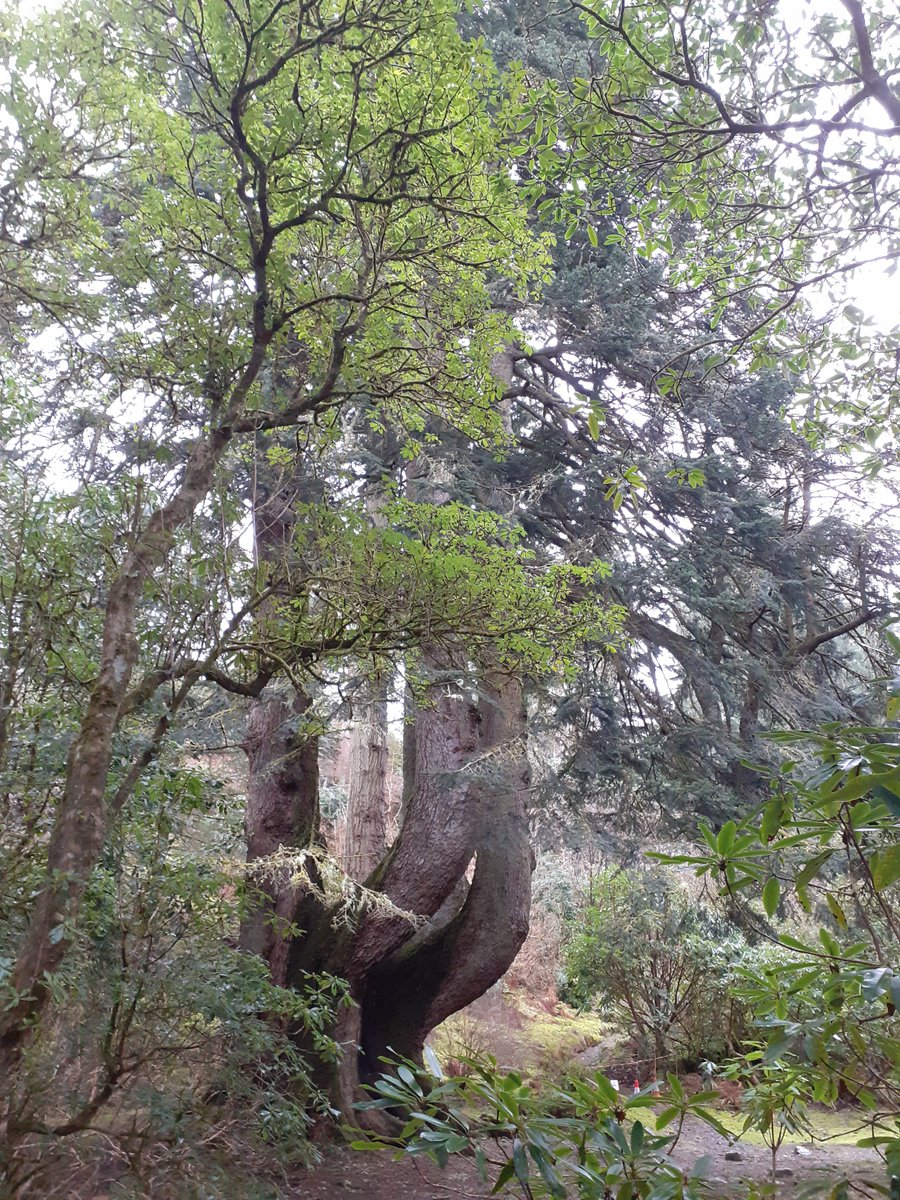 roaringreads's tweet photo. Today's #terrifictrees offering is this Silver Fir at
@Ardkinglas, near Inveraray. Thought to be around 300 years old, pics don't really do justice to the grandeur of this quadruple-trunked beauty. https://t.co/iTcjV1qlyb