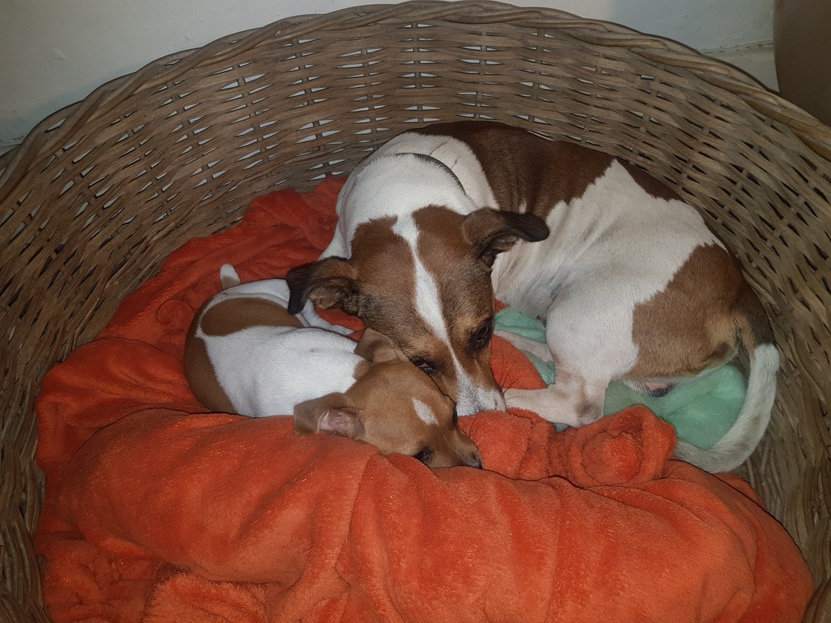 Lego_Lilli's tweet photo. This new puppy isn't allowing me any personal space. It's like she's attached to me like a shadow.
She can be a lot of fun, but sometimes a guy needs the privacy of his own basket...dratt-dratt &amp; double-dratt!!
#lego #lilli #jackrussell #nopersonalspace #dogsoftwitter #newpuppy https://t.co/ZWUVuW354R