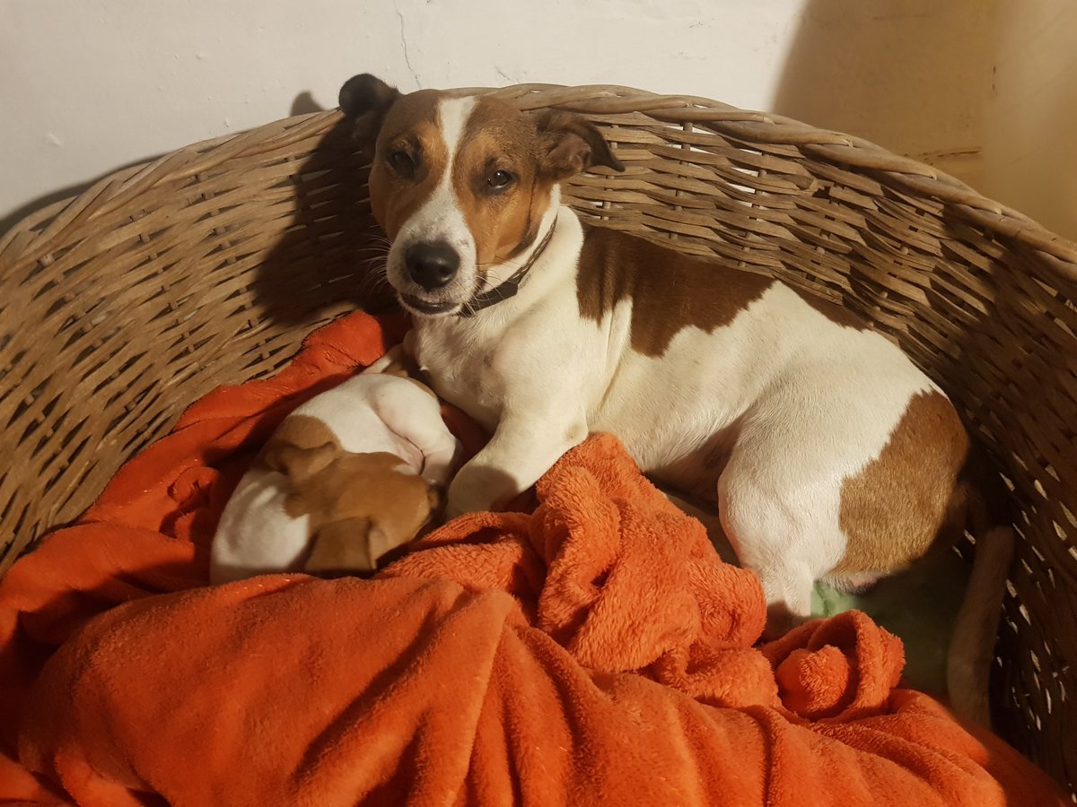 Lego_Lilli's tweet photo. This new puppy isn't allowing me any personal space. It's like she's attached to me like a shadow.
She can be a lot of fun, but sometimes a guy needs the privacy of his own basket...dratt-dratt &amp; double-dratt!!
#lego #lilli #jackrussell #nopersonalspace #dogsoftwitter #newpuppy https://t.co/ZWUVuW354R