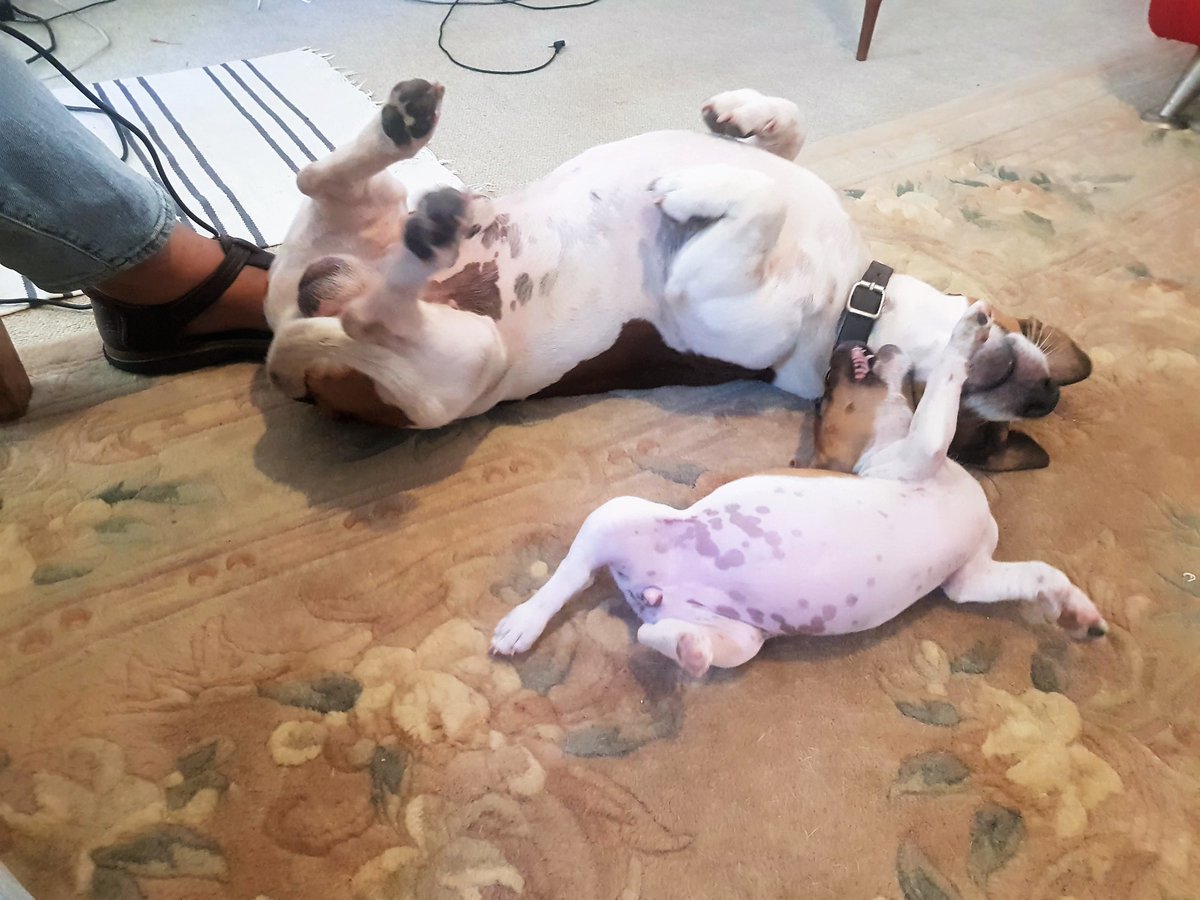 Lego_Lilli's tweet photo. This new puppy isn't allowing me any personal space. It's like she's attached to me like a shadow.
She can be a lot of fun, but sometimes a guy needs the privacy of his own basket...dratt-dratt &amp; double-dratt!!
#lego #lilli #jackrussell #nopersonalspace #dogsoftwitter #newpuppy https://t.co/ZWUVuW354R