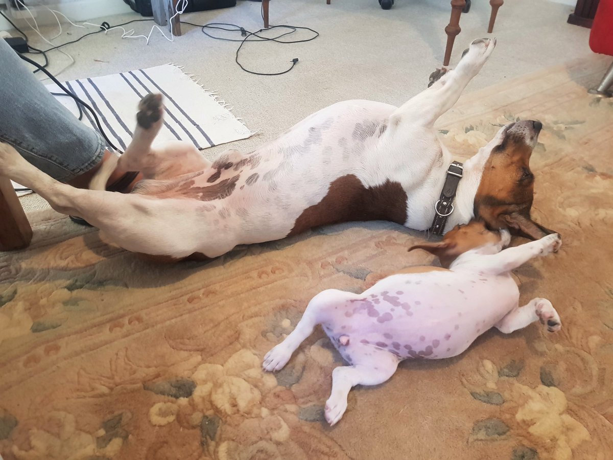 Lego_Lilli's tweet photo. This new puppy isn't allowing me any personal space. It's like she's attached to me like a shadow.
She can be a lot of fun, but sometimes a guy needs the privacy of his own basket...dratt-dratt &amp; double-dratt!!
#lego #lilli #jackrussell #nopersonalspace #dogsoftwitter #newpuppy https://t.co/ZWUVuW354R