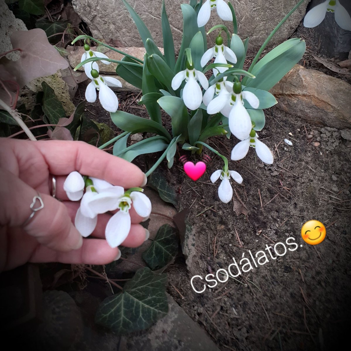 TrekiMaria's tweet image. Tavasz hírnökei❣