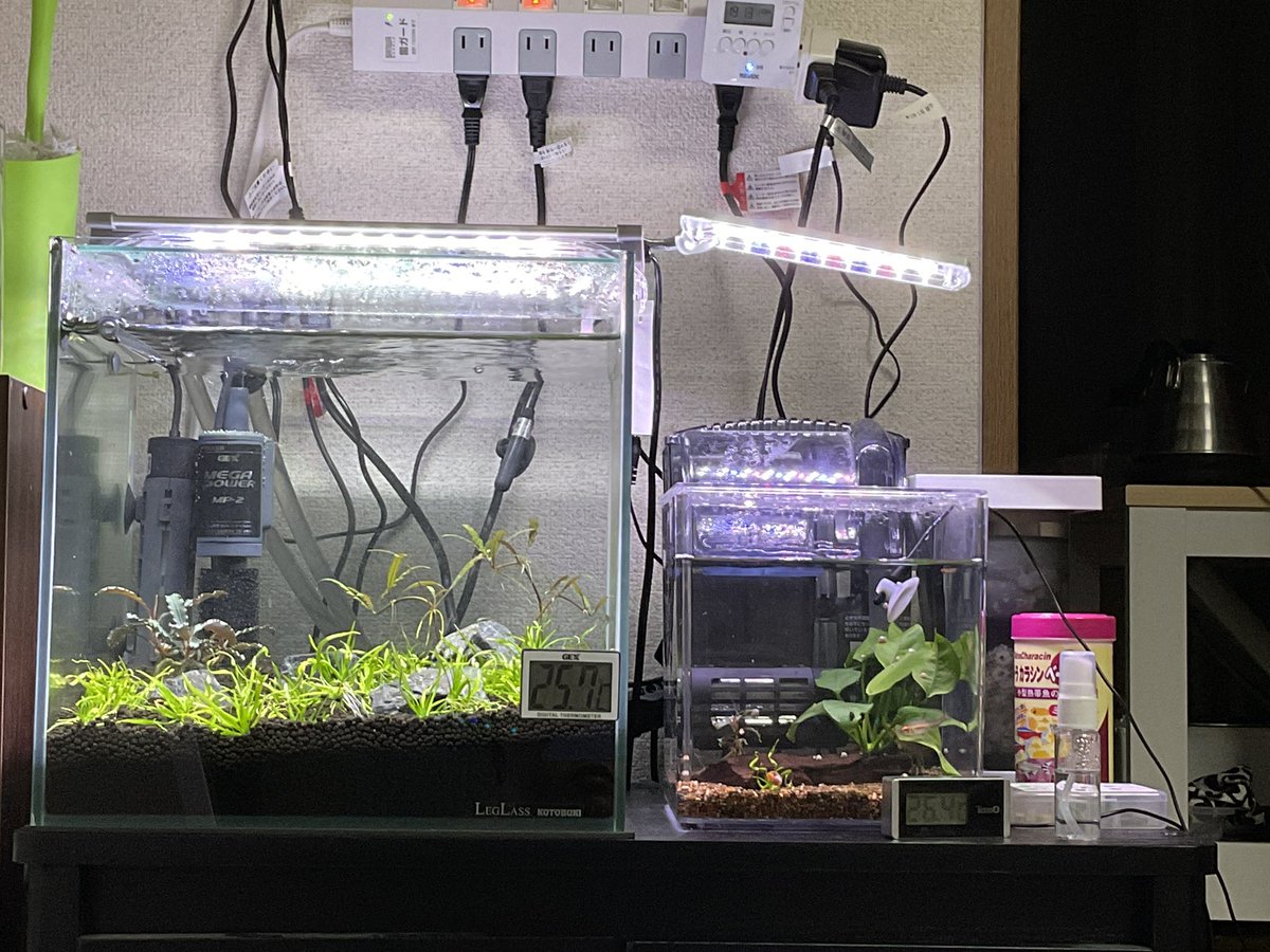 木曜にオトシンがお亡くなりになった。
苔ってきたので、ラムズを1匹入れた。