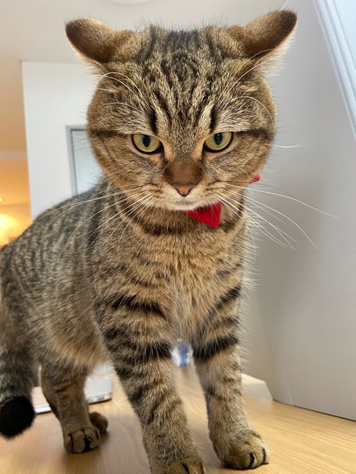 猫 激おこですよ 真ん丸フェースの猫 鋭い目つきでイカ耳maxな姿に 怒ってる顔がまたかわいい の声 ねとらぼ