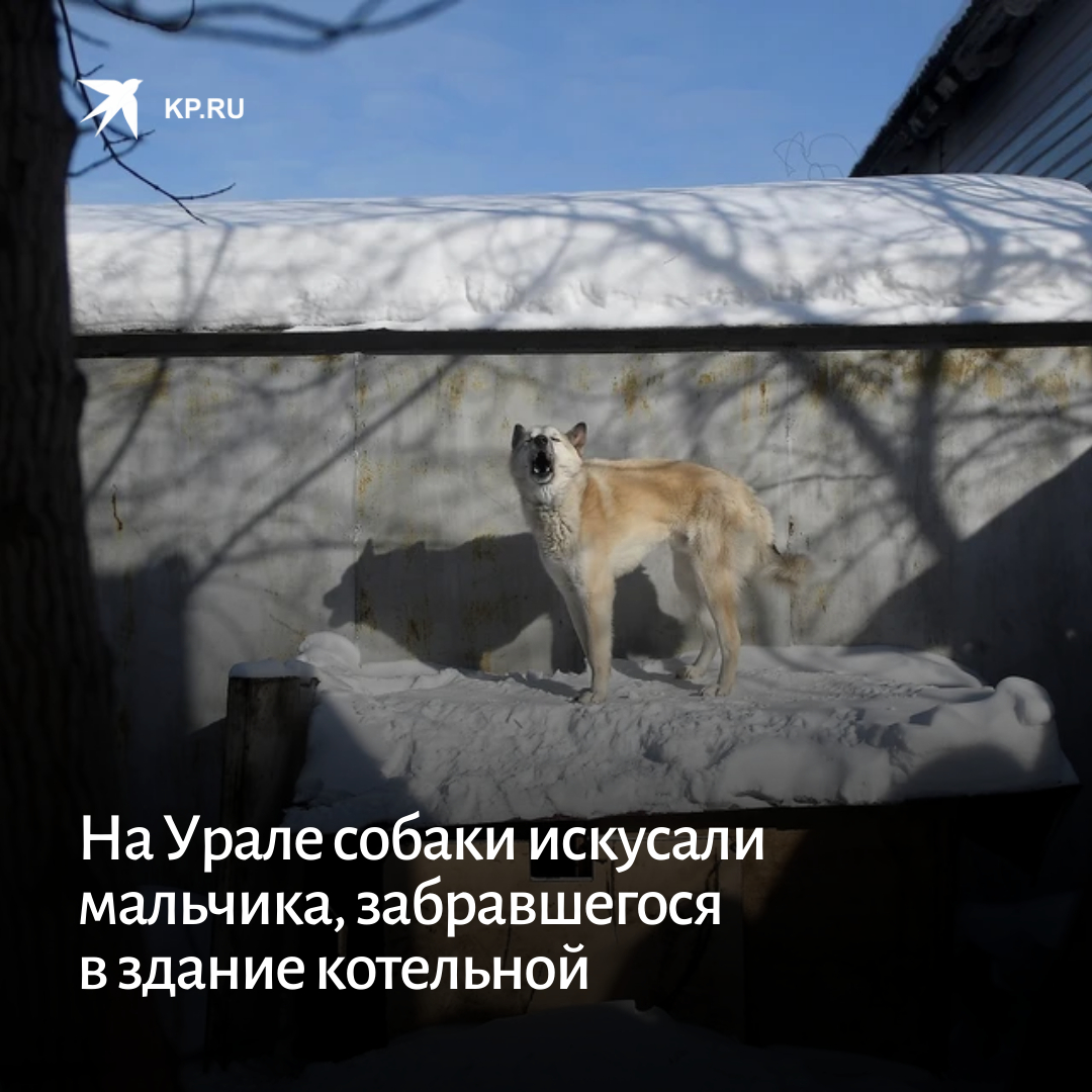 На громкий лай собак сбежалось нужно чтобы. На громкий лай собак сбежалось нужно чтобы