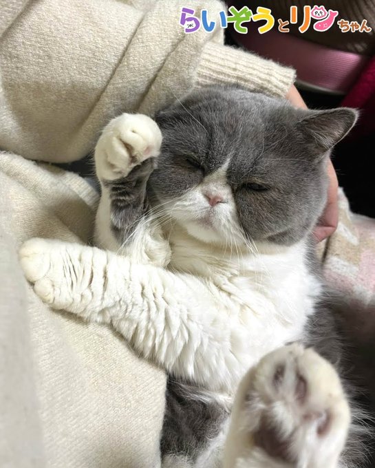 ねこがあらわれたのtwitterイラスト検索結果