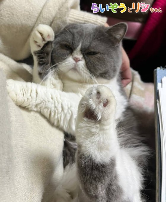 ねこがあらわれたのtwitterイラスト検索結果