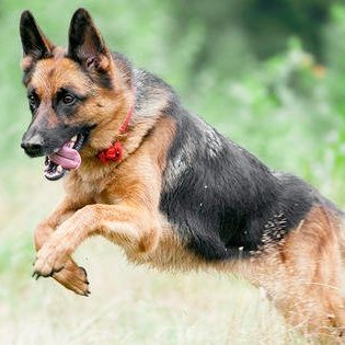 OYE POLO tweet media