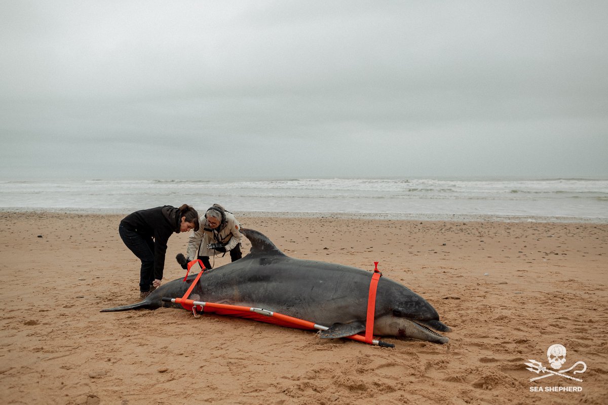 SeaShepherdFran's tweet photo. Le grand dauphin que nous avons exposé la semaine dernière à La Rochelle était un individu mâle en bonne condition physique, 3m20 pour 320 kilos... il n'est que l'un des milliers de dauphins victimes des filets de pêche dans le golfe de Gascogne  chaque année. @AnnickGirardin https://t.co/21CNhitEiA