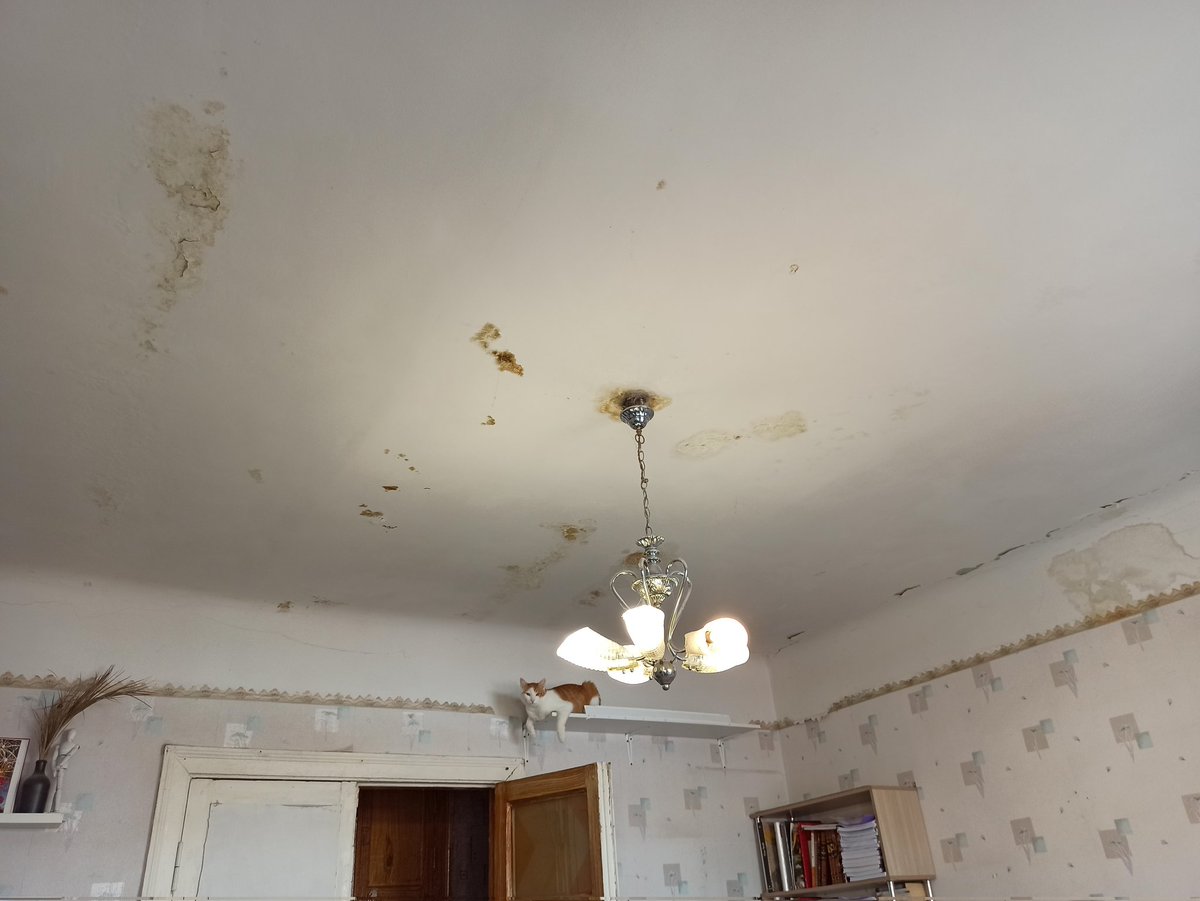 L.d.shvech tweet media