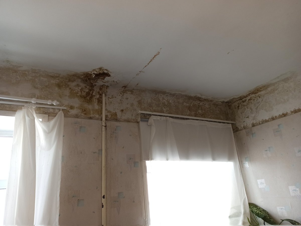 L.d.shvech tweet media