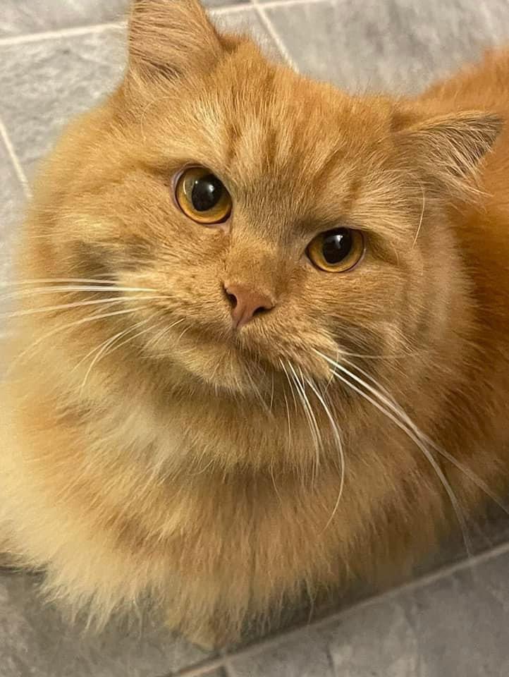 eunicehulmes's tweet photo. #findrodger #lostcatsmanchester #bringrodgerhome Rodger has been missing for 23 DAYS now @AnitaJayneBooth is heartbroken π please can you help us make Rodger famous around #hydemanchester we are so grateful for every retweet @katyperry @rustyrockets @KBeds please πβ€οΈπβ€οΈπβ€οΈ https://t.co/WhmmpdSSK5