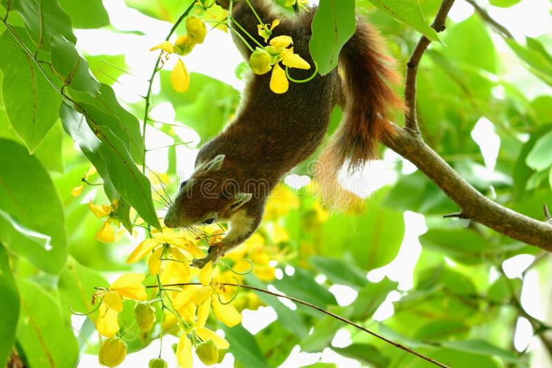 Lakshmivva1's tweet photo. ஒரு பேரிளம்பெண்ணைப் போலிருக்கிறது 
அந்த மரம்

அதை

குழந்தையைப்போல ஆக்குகிறது 
அணில் ஒன்று https://t.co/2uAWcDoSDQ